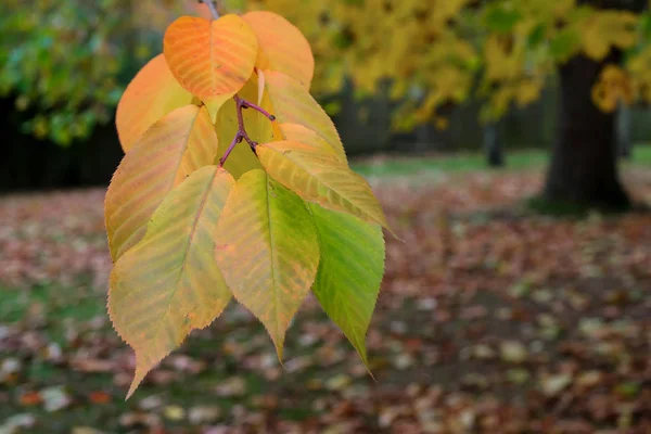 Autumnal Colours Cherry Tree East Grinstead — Stock Photo, Image