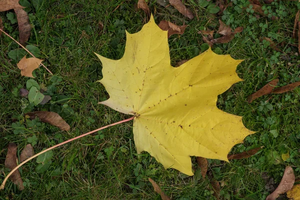 Сикоморский Лист Земле Осенью Восточном Гринстеде — стоковое фото