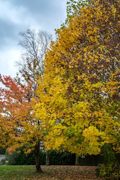 Couleurs Automnales Érable East Grinstead — Photo