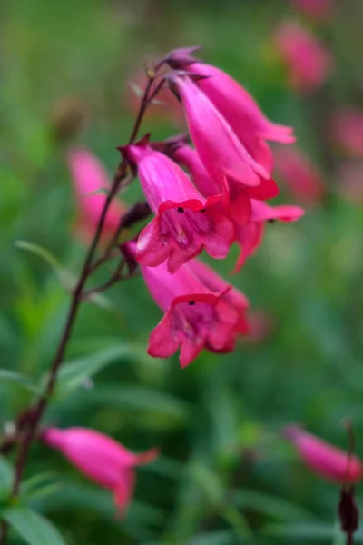 Рожеві Penstemon Цвітіння Восени Схід Грінстед — стокове фото