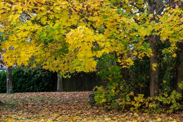 Cores Outonais Uma Árvore Bordo East Grinstead — Fotografia de Stock