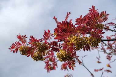 Rowan veya üvez ağacı (Sorbus aucuparia) Joseph Rock çilek East Grinstead bir ağaç üzerinde