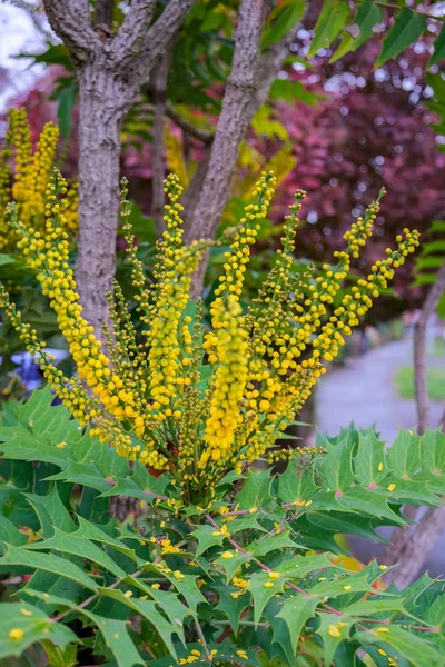 Mahonia 媒体慈善开花在秋天在东 Gr号 — 图库照片