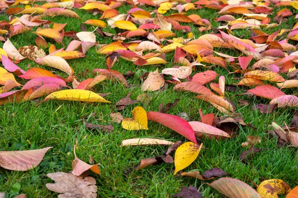 Foglie Albero Ciliegio Prunus Padus Autunno East Grinstead — Foto Stock