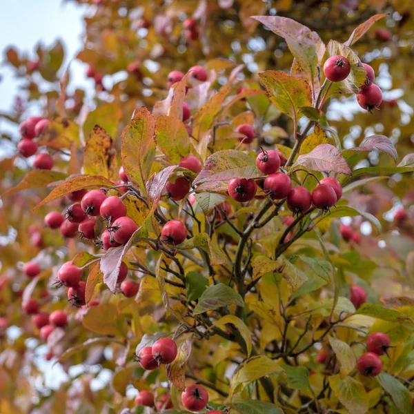 Осенние Цвета Шипового Кокспура Восточном Гринстеде — стоковое фото