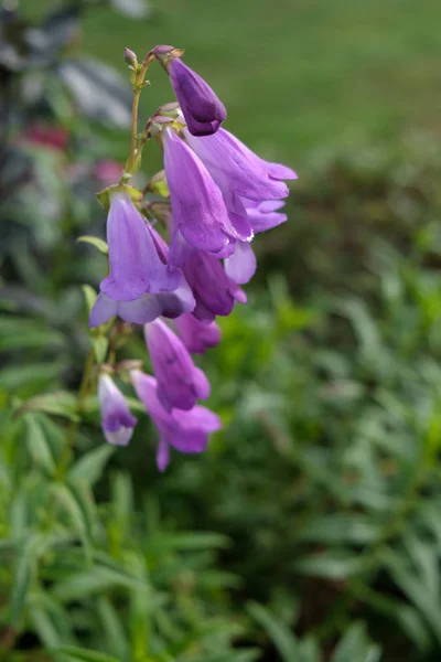 Mauve Penstemon Flowering Autumn East Grinstead — Stock Photo, Image