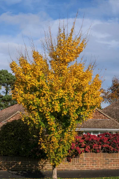 East Grinstead Içinde Akçaağaç Ağaç Sonbahar Renkleri — Stok fotoğraf