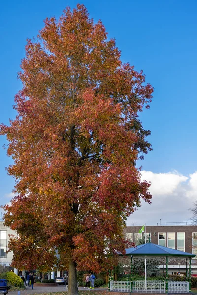 Crawley West Sussex Novembre Vue Magnifique Hêtre Près Kiosque Musique — Photo