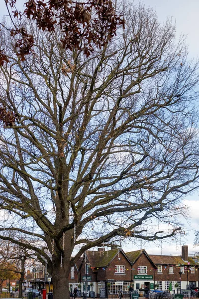 Crawley West Sussex November View Old Pub Huge Tree Crawley — Stock Photo, Image
