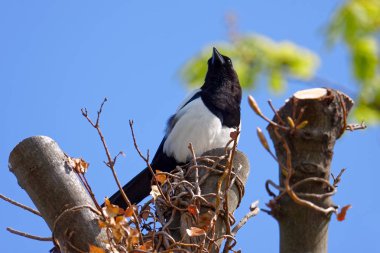 Rainham bataklıklar Essex, ortak Magpie