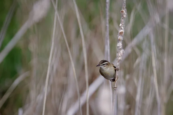 Kvinnliga gemensamma buskskvätta (Saxicola rubicola) klängande till en dead r — Stockfoto