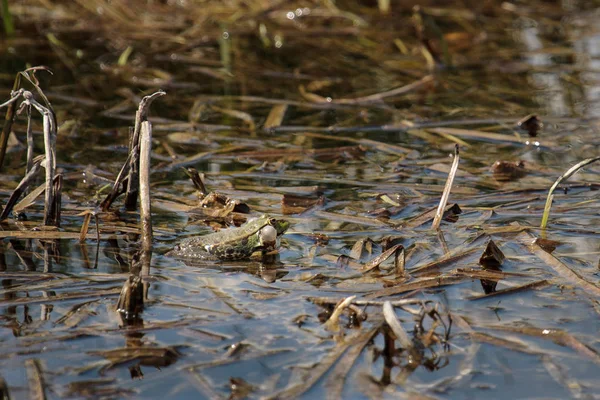 Puffed uo Marsh Frog at Rainham Marshes — Stock Photo, Image