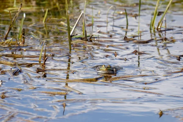 Жаба Озерна на болотах нутелла — стокове фото
