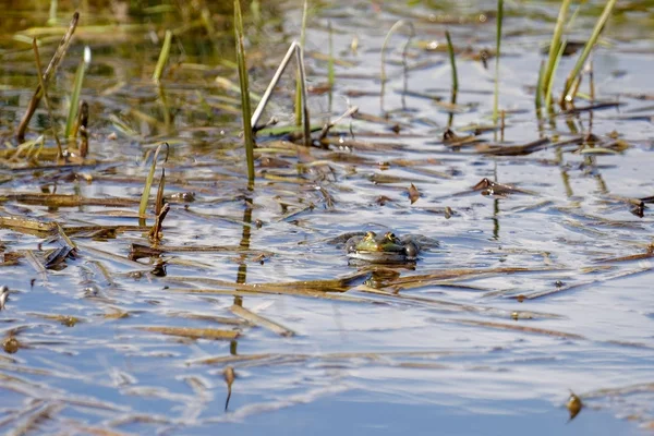 Sapo de pântano em pântanos de Rainham — Fotografia de Stock