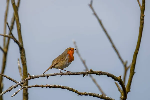 Robin (erithacus rubecula) perché sur une branche au printemps — Photo