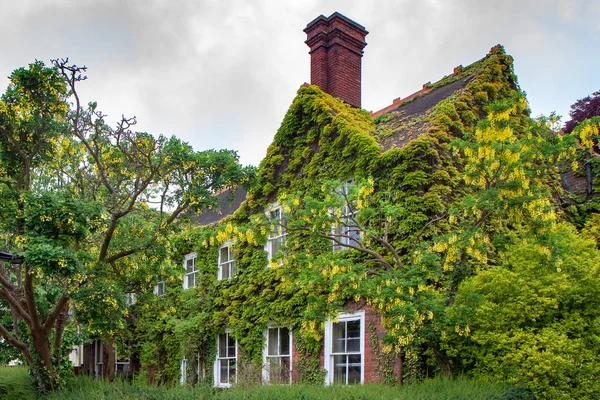 Thorpeness Suffolk Juni Hus Bevuxen Med Laburnam Thorpeness Suffolk June — Stockfoto