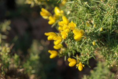 Genel Gorse (Ulex europaeus)