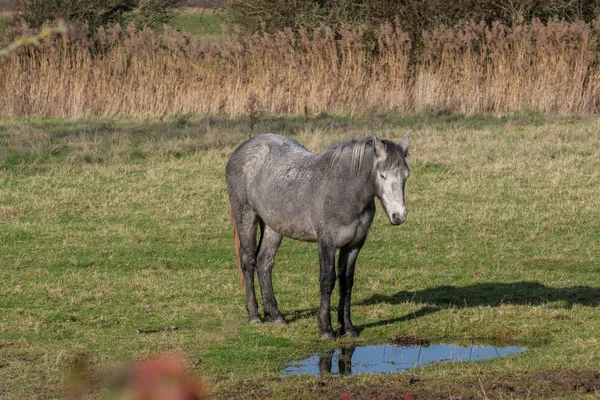 在东苏塞克斯的南塞 站在水池边的马 — 图库照片