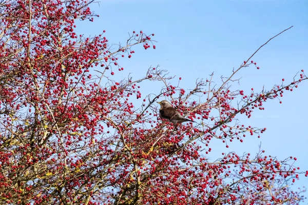 Kramsvogel Turdus Pilaris Een Boom Vol Rode Bessen Southease East — Stockfoto