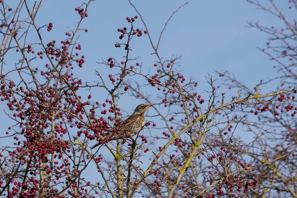 Fieldfare Turdus Pilaris Tree Full Red Berries Southease East Sussex — Stock Photo, Image