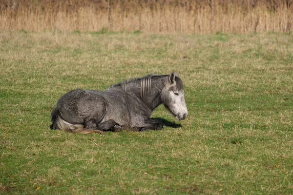 Cavalo Deitado Grama Southease East Sussex — Fotografia de Stock