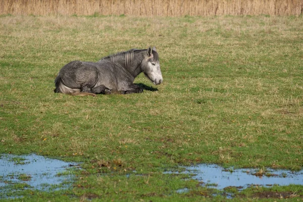 在东苏塞克斯的南塞的草地上躺着马 — 图库照片