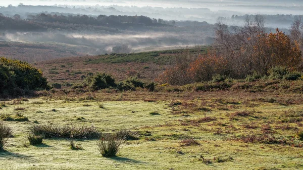 Mattina Nebbiosa Nella Foresta Ashdown — Foto Stock