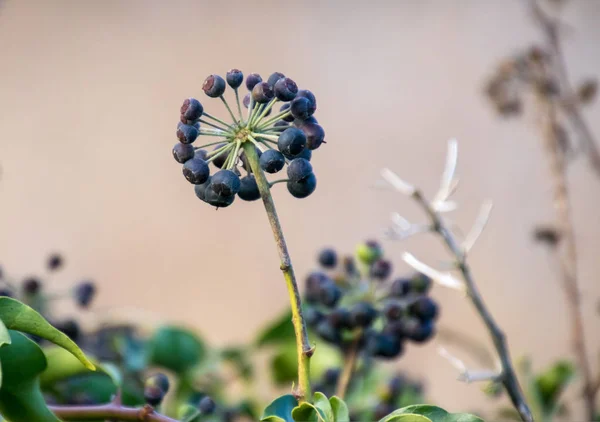 Bir Küme Ivy Çilek Kışın — Stok fotoğraf
