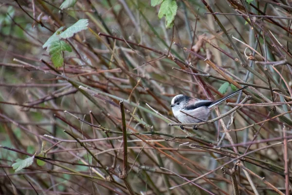 Long Tailed Tit Watching Thicket — Stock Photo, Image