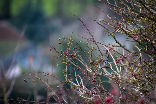 Redwing Turdus Iliacus Stromě Spoustou Červených Bobulí — Stock fotografie