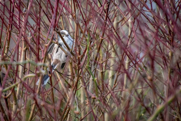Long Tailed Tit Watching Thicket — Stock Photo, Image