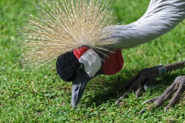 Zwarte Gekroond Kraan Zoek Naar Voedsel — Stockfoto