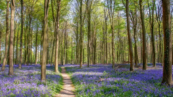 Bluebells Wepham Wood — Stock Photo, Image