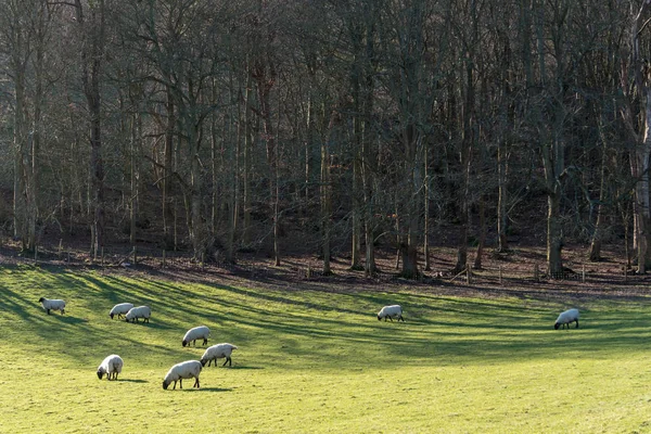 Folkington East Sussex Deki Daki Çevresindeki Kırsal — Stok fotoğraf