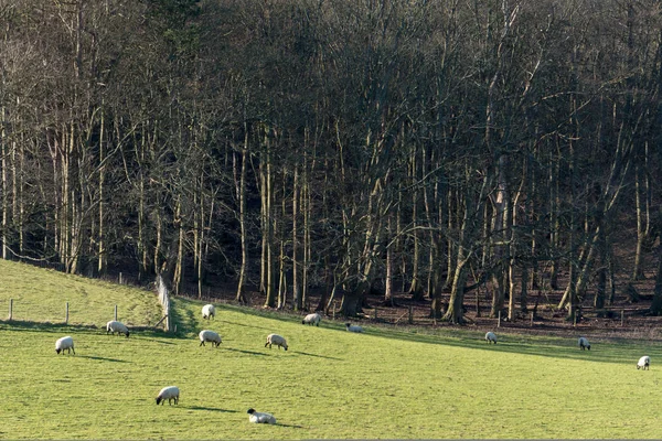 イースト サセックスの Folkington 周辺の田園地帯 — ストック写真