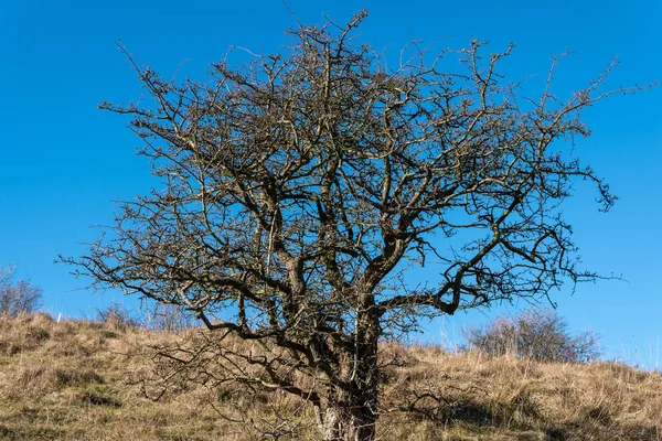 冬の鮮やかな青い空を背景にサンザシの樹 — ストック写真