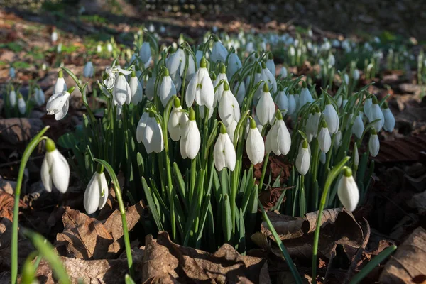 Snowdrops Flowering January Folkington East Sussex — Stock Photo, Image