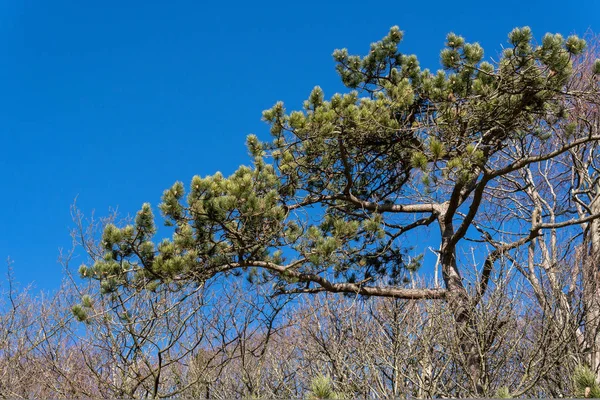 Tall Vintern Mot Lysande Blå Himmel — Stockfoto