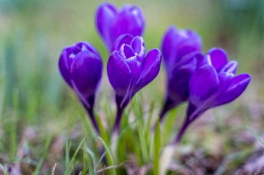 Doğu Grinstead 'de çiçek açan timsahlar