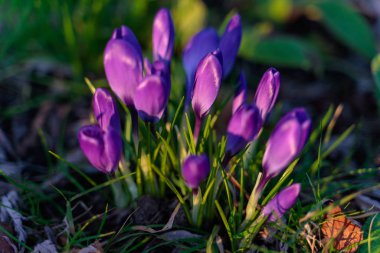 Doğu Grinstead 'de çiçek açan timsahlar