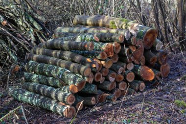 Taze Boyutlanmış günlükleri Ardingly rezervuar tarafından yığını