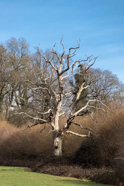 Toter Baum Auf Einem Feld Der Nähe Des Stausees — Stockfoto