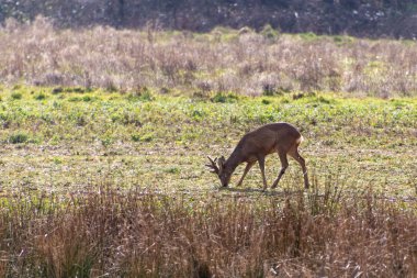Kırmızı Geyik (Cervus elaphus) Doğu Grinstead yakınlarındaki bir tarlada