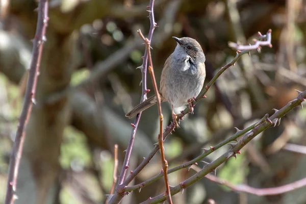 Sussex 'te bir çalılıkta hedge Accentor (Dunnock)