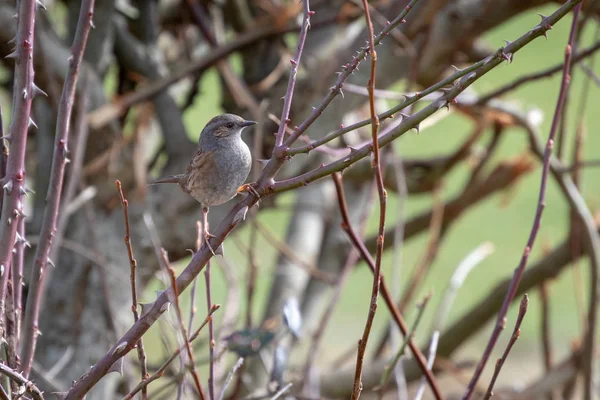 Hedge Accentor Dunnock Hedge Sussex — Stock Photo, Image