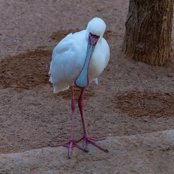 Valencia, Spanje - 26 februari: Krokodil op de Bioparc in Vale — Stockfoto