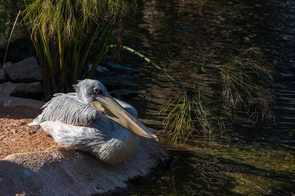 VALENCIA, SPAIN - FEBRUARY 26 : Grey Pelican at the Bioparc in V — Stock Photo, Image