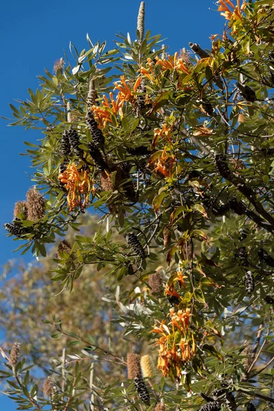 Труба цвітіння виноград (Campsis radicans) в Valncia — стокове фото