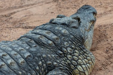 Valencia, İspanya - 26 Şubat: Goril Bioparc Valencia içinde