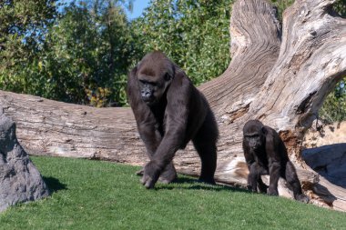 Valencia, İspanya - 26 Şubat: Goril Bioparc Valencia içinde